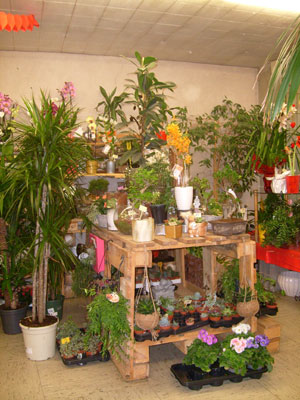 Intérieur du magasin Montjoffre fleurs à Aubusson